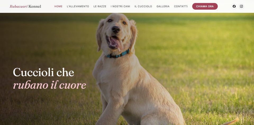 Sito web di Rubacuori Kennel, allevamento di Golden Retriever, Barboni e Volpini di Pomerania a Montebelluna