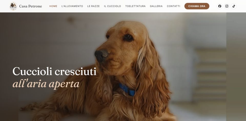 Sito web di Cuccioli di Casa Petrone, allevamento di Cocker Spaniel Inglese e Shih Tzu a Pratola Serra