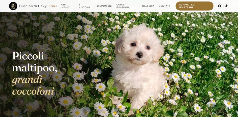 Sito web di I Cuccioli di Daky, allevamento amatoriale di maltipoo e barboncini toy a Bologna